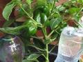 Plant Care In Summer: उन्हाळ्यात कुंडीतील माती ओलसर ठेवण्यासाठी ३ उपाय... कमी पाण्यातही झाडे जगतील छान! - Marathi News | | Latest sakhi News at Lokmat.com