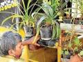 रिक्षेतच लावली डझनभर झाडं, गार्डनमध्ये बसल्याचा प्रवाशांना आनंद! बघा त्या रिक्षेची झलक - Marathi News | | Latest sakhi News at Lokmat.com