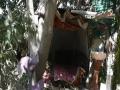 Jara Hatke: सापडला रियल लाईफमधील टारझन, ८ वर्षांपासून झाडावर जगतोय जीवन, असा थाटला संसार  - Marathi News | Jara Hatke: Real Life Tarzan Found, Living on a Tree for 8 Years | Latest jarahatke News at Lokmat.com