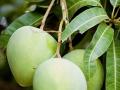 How to rippen mango at home: आंबे पिकत घातले, पण छान पिकत नाहीत, लवकर खराब होतात? 5 गोष्टी करा, आंबे पिकतील छान - Marathi News | | Latest sakhi News at Lokmat.com