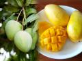 How to rippen mango at home: आंबे पिकत घातले, पण छान पिकत नाहीत, लवकर खराब होतात? 5 गोष्टी करा, आंबे पिकतील छान - Marathi News | How to rippen mango at home, natural and traditional way of ripening mango, 5 simple steps | Latest sakhi News at Lokmat.com