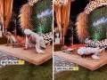 Viral Video: फिटनेसवाली शादी, कोण जिंकणार सांगा आधी? नवरा- नवरीने भर मांडवात स्टेजवरच सुरू केले.. - Marathi News | Viral Video: Fitness wala Marriage, Bride and groom doing pushups in their weddingg on stage | Latest sakhi News at Lokmat.com