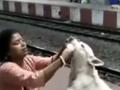 रेल्वे स्टेशनवर कुत्र्याला मायेनं दहीभात खाऊ घालणारी माऊली, व्हिडिओ पाहून व्हाल इमोशनल - Marathi News | | Latest sakhi News at Lokmat.com