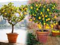 How To Grow Lemon Plant: कुंडीतल्या झाडालाही येतात रसरशीत लिंबू! तज्ज्ञांचा सल्ला, करा फक्त ५ गोष्टी  - Marathi News | Gardening Tips: How to grow lemon plant in a pot, just 5 simple tricks  | Latest sakhi News at Lokmat.com