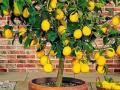 How To Grow Lemon Plant: कुंडीतल्या झाडालाही येतात रसरशीत लिंबू! तज्ज्ञांचा सल्ला, करा फक्त ५ गोष्टी  - Marathi News | | Latest sakhi News at Lokmat.com