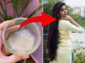 Flax Seed For Hair: जवसाचा करा खास वापर, गळणं कमी होऊन केस होतील जाड आणि मजबूत  - Marathi News | Hair Care Tips: Special use of flax seeds that makes your hair strong and reduces hair fall  | Latest sakhi News at Lokmat.com