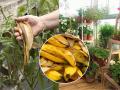 Banana Peel for Gardening: केळीच्या साली फेकू नका, २ पद्धतींनी खत म्हणून वापरा; झाडं वाढतील जोमात आणि फुलं भरपूर - Marathi News | Gardening Tips: Use of banana peel for gardening, best home made fertilizer for your terrace garden | Latest sakhi News at Lokmat.com