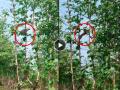 Leopard Viral Video: खतरनाक!! बिबट्याने झाडावर चढून शिकारीसाठी उडी मारली अन्... - Marathi News | wildlife hunting viral video on social media leopard jump on tree baby monkey escapes and leopard falls down see what happens next | Latest social-viral News at Lokmat.com