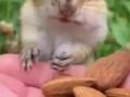 पहिल्यांदाच बदाम खाऊन पाहिले अन् खारूताईनं दिली ‘अशी’ भन्नाट रिॲक्शन, पाहा व्हायरल व्हिडिओ - Marathi News | Chipmunk's reaction : Chipmunks reaction after having an almond for the first time viral video | Latest sakhi News at Lokmat.com