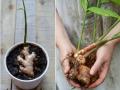 कुंडीत लावा आलं, ५ सोप्या गोष्टी- छोट्याशा कुंडीतही येईल भरपूर आलं! प्या गरमागरम आल्याचा चहा..  - Marathi News | Gardening Tips: How to grow ginger in small pot or in your terrace garden?  | Latest sakhi News at Lokmat.com