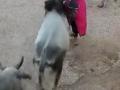 Bull Attack On Woman : रस्ता पार करणाऱ्या महिलेला एकाचवेळी २ बैलांनी दिली धडक; व्हिडिओ पाहून उडेल थरकाप - Marathi News | Bull attack on woman slammed her on road in rajasthan cctv footage goes viral | Latest sakhi News at Lokmat.com