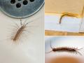 पावसाळ्यात घरात गोम, गांडूळ येतात? ४ उपाय, त्रास होईल कमी - Marathi News | How To Get Rid of Millipedes : Simple Ways to Get Rid of Millipedes How to Get Rid of Millipedes in Your House | Latest sakhi Photos at Lokmat.com