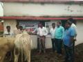 २४ गावांत लम्पीचा शिरकाव; १२६ जनावरांना संसर्ग - Marathi News | Lumpy's presence in 24 villages; 126 Infection of animals in washim | Latest vashim News at Lokmat.com