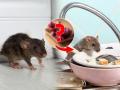 घरात उंदीर झाले? ३ सोपे उपाय, उंदीर होतील गायब - Marathi News | How to get rid of rats from the house? Home remedies for reducing the number of chuha or rat/ mice from our house  | Latest sakhi News at Lokmat.com