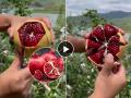 Easy way to Peel Pomegranate : डाळींब फक्त ५ सेकंदात सोलून होईल, नवी ट्रिक वापरा, तासनतास वाया नाही जाणार  - Marathi News | Know how to peel pomegranate easy way to peel pomegranate in this viral video | Latest sakhi News at Lokmat.com