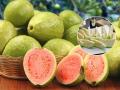 Who Should Not Eat Guava : तुम्हालाही 'हे' त्रास असतील  पेरू खाणं टाळाच; अन्यथा कधीही बिघडेल तब्येत - Marathi News | Who Should Not Eat Guava : People who should be careful about eating Guava | Latest sakhi News at Lokmat.com
