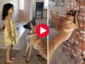 अशी लपाछपी पाहिली नसेल! धिटूकली छोटी तिच्या कुत्र्याशी खेळतेय, पाहा इमोशनल खोडकर व्हिडिओ.. - Marathi News | Haven't seen such crazy game! Dhitukali Choti plays with her dog, watch emotional naughty video.. | Latest sakhi News at Lokmat.com