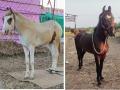 माळेगाव यात्रेत आणखी एका अश्वाचा मृत्यू; पशुधन पालक चिंतेत - Marathi News | Another horse dies in Malegaon Yatra; animal parents worried | Latest nanded News at Lokmat.com