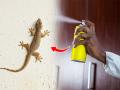 घरात पाली जास्त झालेत? पालींना पळवून लावण्यासाठी ४ उपाय.. - Marathi News | Are there more lizards in the house? 4 solutions to get rid of palis.. | Latest sakhi News at Lokmat.com