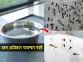 चावणं तर लांबच, तुम्हाला स्पर्शही करणार नाहीत डास, ५ ट्रिक्स, डास घराबाहेर पळतील - Marathi News | Controlling Mosquitoes at Home : The Ultimate Guide to Getting Rid of Mosquitoes at Home | Latest sakhi News at Lokmat.com