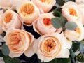 Valentine's Day 2023: Juliet Rose, worlds most expensive rose - Hindi News | Valentine's Day 2023: Juliet Rose, worlds most expensive rose | Latest lifestyle Photos at Lokmattimes.com