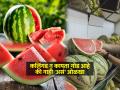 लालेलाल- रवाळ कलिंगड कसं निवडाल? कलिंगड विकत घेण्यापूर्वी लक्षात ठेवा ३ टिप्स - Marathi News | Tips to buy sweet watermelon : How to Pick a Watermelon at the Store That's Sweet and Ripe | Latest sakhi News at Lokmat.com