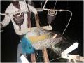 कळमदरेला विजेचा धक्का लागून मोराचा मृत्यू - Marathi News | Peacock dies due to electric shock in Kalamdare | Latest nashik News at Lokmat.com