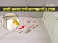 स्वयंपाकघरात कोळ्यांची जळमटं सतत लागतात? ५ टिप्स- जाळीजळमटं होतील गायब - Marathi News | How to Get Rid of Spider Mites Effectively | Latest sakhi News at Lokmat.com