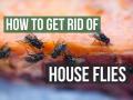 घरभर माश्यांचा हैदोस? ४ भन्नाट उपाय, भिरभिरणाऱ्या माश्या होतील गायब - Marathi News | How to Get Rid of House Flies (4 Simple Steps) | Latest sakhi News at Lokmat.com