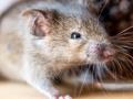 How to Keep Rats Away : 6 Steps to Take to Keep Rats Away and Out of Your House - Hindi News | How to Keep Rats Away : 6 Steps to Take to Keep Rats Away and Out of Your House | Latest lifestyle Photos at Lokmattimes.com