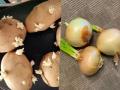 पावसाळ्यात कांदे - बटाटे लवकर सडतात, कोंब फुटतात? ३ टिप्स, कांदे बटाटे टिकतील भरपूर - Marathi News | How to Store Potatoes and Onions the Right Way | Latest sakhi News at Lokmat.com