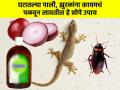 किचनमध्ये पाली, झुरळांचा सुळसुळाट झालाय? ३ उपाय, किचनचा त्रास होईल कमी - Marathi News | Tips and tricks how to get rif of lizards and cockroach at home 3 amezing home remedies | Latest sakhi News at Lokmat.com