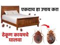 घरात सतत ढेकूण होतात? ५ सोपे उपाय, एकही ढेकूण दिसणार नाही, परत होणार नाहीत... - Marathi News | Easy Home Remedies For Get Rid Bed Bugs : Natural Ways to Get Rid of Bed Bugs at Home | Latest sakhi News at Lokmat.com