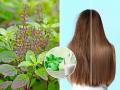 काळेभोर केस हवे ? तुळशीचा करा 'असा' वापर, केस होतील मऊ मुलायम सुंदर... - Marathi News | 3 Simple Tulsi Hair Pack Recipes to Get Strong Hair. | Latest sakhi News at Lokmat.com