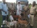 रायपूर परिसरातील शेळ्या लंपास करणारी टाेळी गजाआड - Marathi News | goat slaughtering village in Raipur area | Latest buldhana News at Lokmat.com