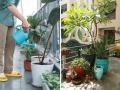 स्वयंपाकघरातले हे ५ शिळे पदार्थ झाडांना द्या- दुसऱ्या कोणत्या खतांची गरजच नाही, किचन वेस्ट झाडांसाठी बेस्ट - Marathi News | Gardening Tips: How to use kitchen waste for home garden? Best home made fertilizers for house plants, use of leftover food for plant's growth | Latest sakhi Photos at Lokmat.com