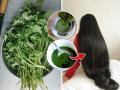 १० रूपयांच्या कोथिंबीरीने केस होतील दाट-लांब; कंबरेपर्यंत वाढतील केस, या पद्धतीने केसांना लावा - Marathi News | Benefits of Coriander for Hair : How to grow hairs faster using coriander in just 10 rs | Latest sakhi News at Lokmat.com