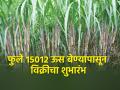 पाडेगाव मध्यवर्ती ऊस संशोधन केंद्रात ऊस बियाणे विक्री सुरु - Marathi News | Sale of sugarcane seeds started at Padegaon central sugarcane research center | Latest agriculture News at Lokmat.com