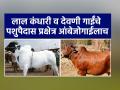 लाल कंधारी व देवणी गाईंच्या संवर्धनासाठी साकुड, अंबाजोगाई येथे पशुपैदास प्रक्षेत्रास मान्यता - Marathi News | Approval of breeding farm at Sakud, Ambajogai for rearing Lal Kandhari and Deoni cows | Latest agriculture News at Lokmat.com