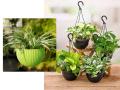हँगिंग बास्केटमध्ये लावण्यासाठी ६ सदाबहार रोपं, बघा कसं सुंदर सजेल तुमचं टेरेस गार्डन - Marathi News | Top 6 evergreen hanging plants for terrace in India, Best plants for hanging baskets, How to decorate terrace garden with hanging baskets? | Latest sakhi Photos at Lokmat.com
