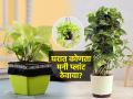 घरात नेमके कोणते मनी प्लांट लावावे? पाहा ५ प्रकार, मनी प्लांट वाढेल भरपूर-घरात वातावरणही प्रसन्न - Marathi News | Types of Money Plant For Home : Which type of money plant is good for home | Latest sakhi News at Lokmat.com