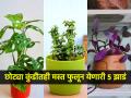 छोट्या कुंडीतही भरपूर फुलून येणारी ७ रोपं, बघा कमी जागेत भरपूर झाडं लावण्याचा खास उपाय... - Marathi News | Gardening tips for small area, 7 plants that grow well in small pots, small indoor outdoor plants for balcony, How to grow big plants in small pots? 7 Tiny Plants for small Gardens | Latest sakhi Photos at Lokmat.com
