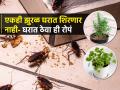 रात्री किचनमध्ये खूप बारीक झुरळं होतात? ५ छोटी रोपं घरात ठेवा; झुरळं आसपासही दिसणार नाही - Marathi News | 5 Plants That Repel and Keep Cockroaches Away : Plants to Keep Cockroaches Away From Home | Latest sakhi Photos at Lokmat.com