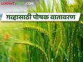 थंडीचा जोर वाढला, गहू पीक जोमदार  - Marathi News | The force of cold increased, the wheat crop was vigorous | Latest agriculture News at Lokmat.com
