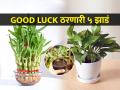 घरात लावा ही ५ Good Luck झाडं, घर नेहमीच राहील पॉझिटीव्ह- आनंदी - Marathi News | 5 Plants that brings positivity, luck, prosperity, good fortune in your house | Latest sakhi Photos at Lokmat.com
