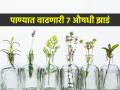 ना माती ना कुंडीचा पसारा; घरात ठेवा पाण्यात वाढणाऱ्या ७ औषधी वनस्पती, आरोग्य राहील उत्तम - Marathi News | 7 Easy Beautiful Plants That Will Grow in Water : No Soil Necessory Plants That Will Grow in Water | Latest sakhi Photos at Lokmat.com