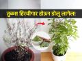 तुळस वाढत नाही, कोमेजली? मातीत मिसळा ही खास पावडर, तुळस होईल डेरेदार - Marathi News | How to Grow Basil [Tulsi] At Home | Latest sakhi News at Lokmat.com