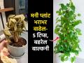 घरातला मनी प्लांट सुकतो-पान पिवळी पडतात? ५ गोष्टी करा, लांबचलांब हिरवीगार होईल वेल - Marathi News | Top 5 Best Tips to Grow Healthy Money Plant : Easy Tips to Grow Money Plant at Home | Latest sakhi News at Lokmat.com
