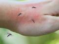 Home Remedies for Mosquito Control - Hindi News | Home Remedies for Mosquito Control | Latest lifestyle Photos at Lokmattimes.com