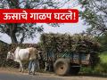 कोणी ऊस देता का ऊस... कारखाने पडले ओस! - Marathi News | Why does anyone give sugarcane sugarcane... Factories fell down sugarcane! | Latest agriculture News at Lokmat.com